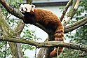 Rod Panda